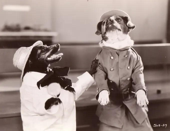 two dogs wearing costumes , ""The pig dog house"", MGM picture