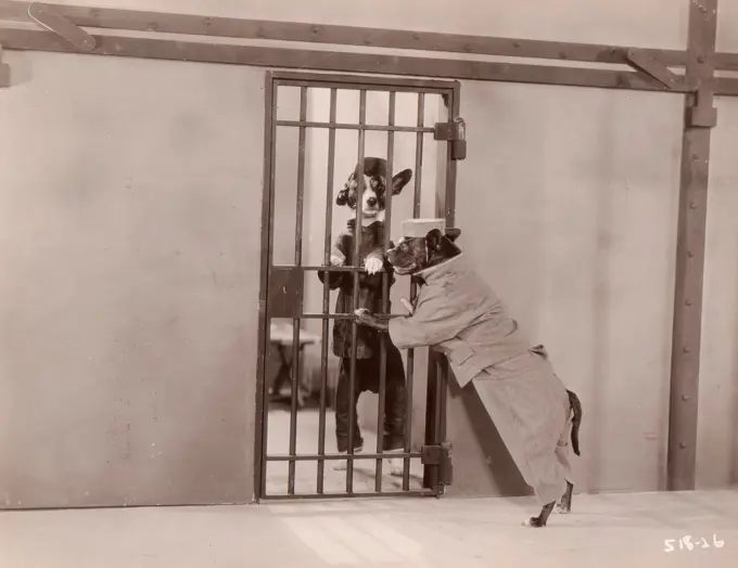 Dog prisoner and dog soldier, ""The pig dog house"", MGM picture