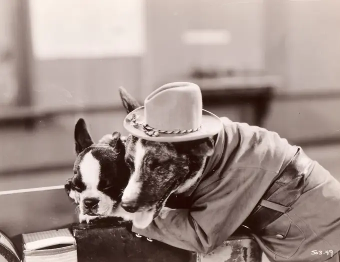 Two dogs wearing costumes