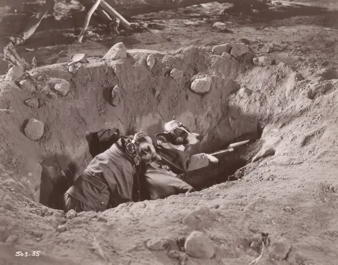 Two dog soldiers in trench