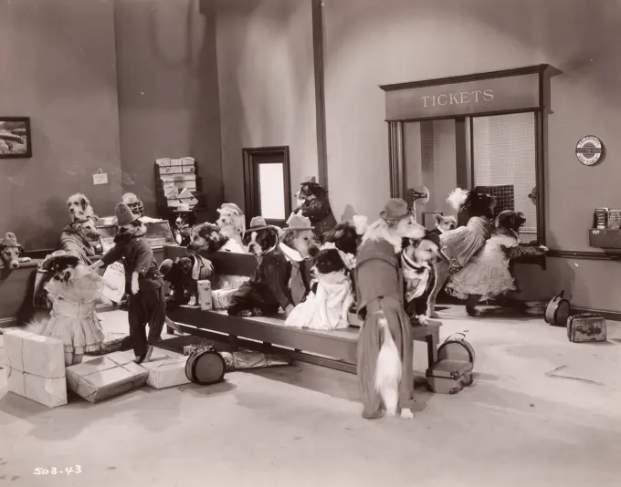 Dog passengers waiting in station