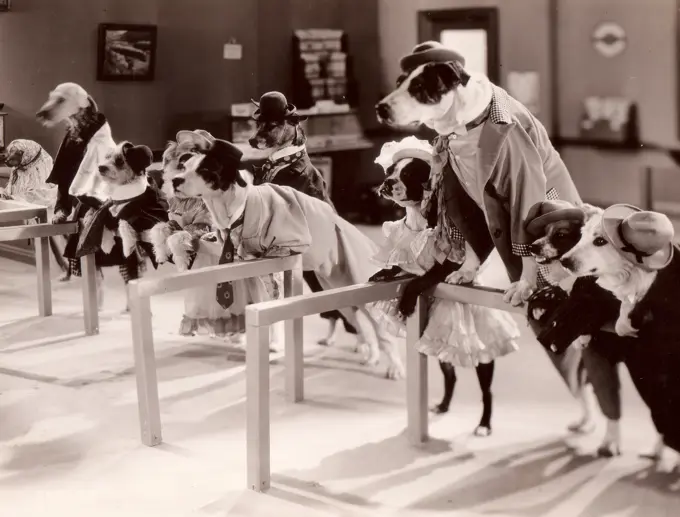 Dogs wearing costumes waiting in line