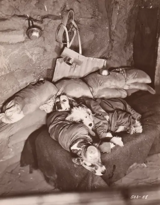 Dog soldier sleeping in bunker