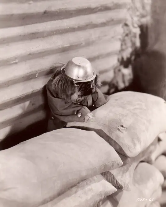 Dog soldier hiding behind sand sacks