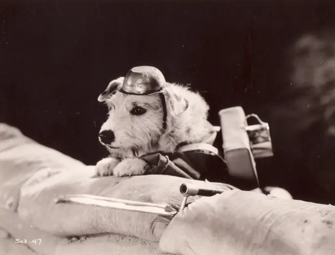 Dog soldier hiding behind sand sacks