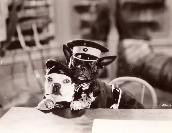 Dog officers