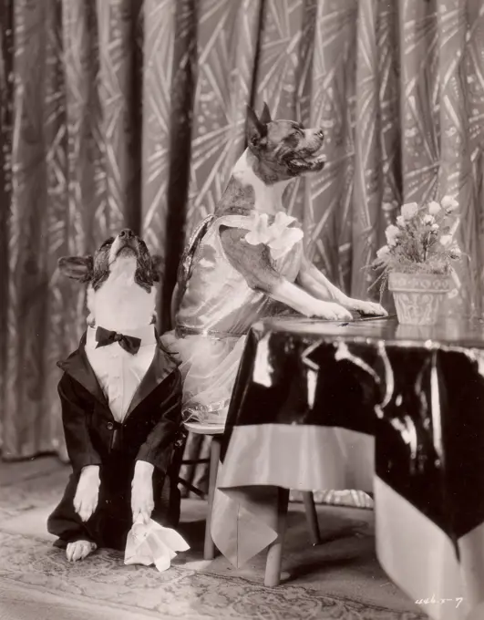 Two dogs wearing elegant costumes enjoying dinner, ""Hot Dogs"", MGM