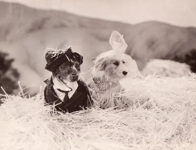 Dog couple sitting in hay