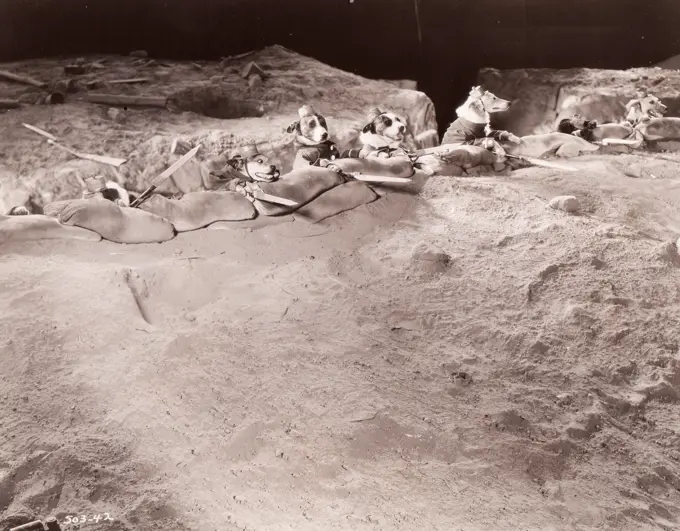 Dog soldiers hiding in trench