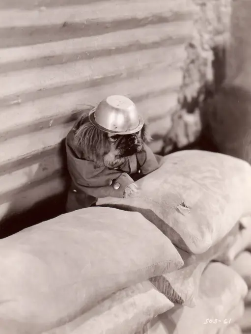 Dog soldier hiding behind sand sacks