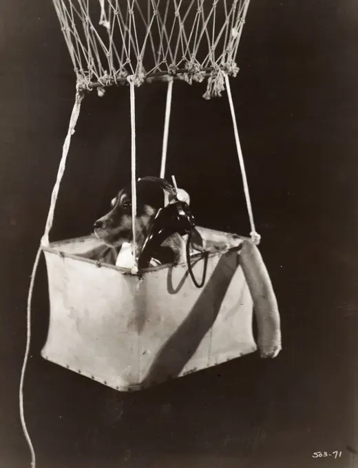 Dog with telephone in hot air balloon