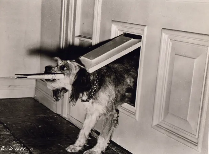 Dog with newspaper in mouth jumping into house through doggie door