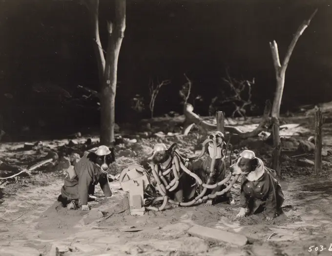 Dogs dressed up as soldiers in trenches eating sausages