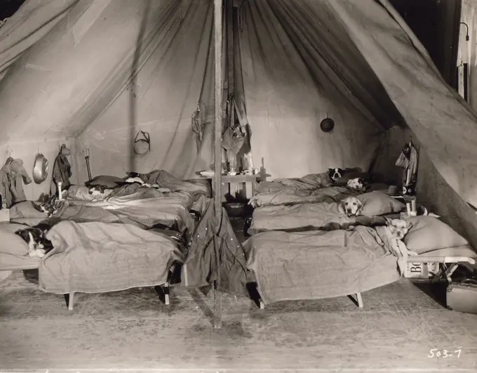 Dogs in barrack hospital from times of World War I