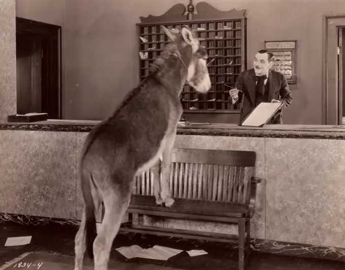 Donkey at hotel reception desk