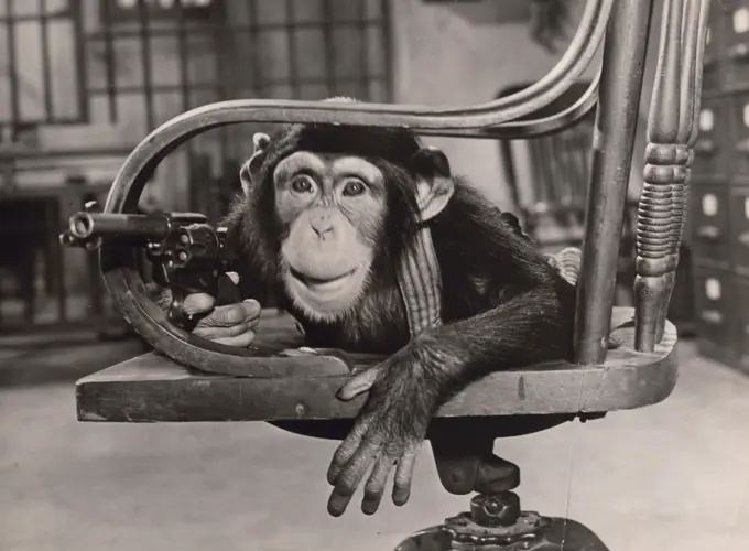 Portrait of chimp holding gun