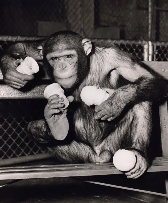 Portrait of chimp holding ice cream cones