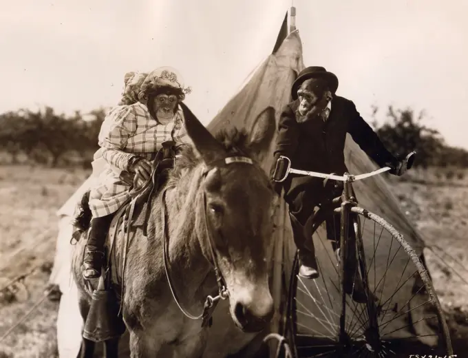 Scene from ""The Little Covered Wagon"" Tiffany chimp comedy