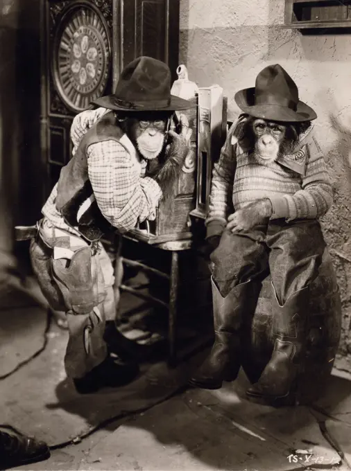 Scene from movie, chimpanzees dressed up in cowboy costumes