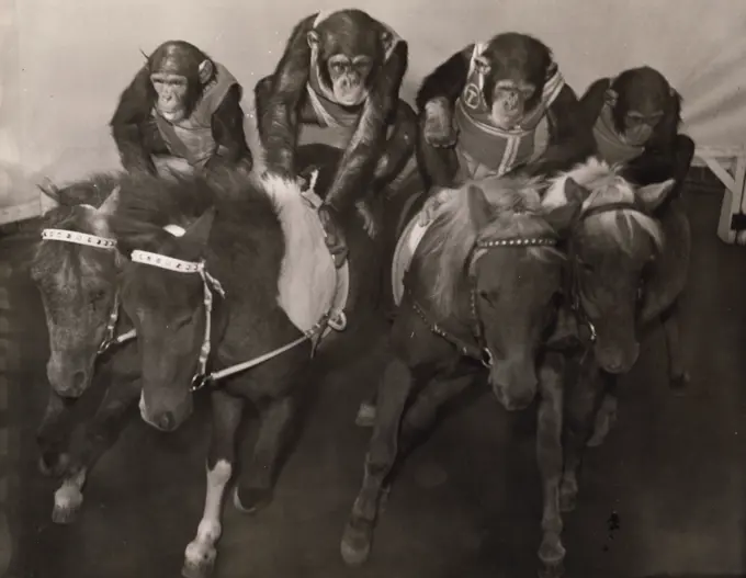 Portrait of chimps riding ponies