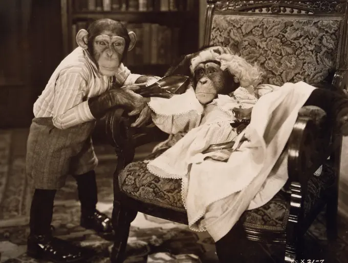 Movie scene with two chimps, one holding broken glass bottle