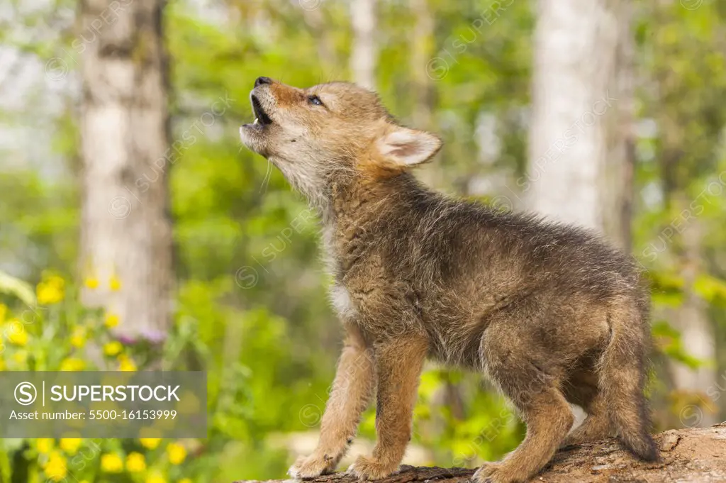 Coyote (Canis latrans) pup on log howling - captive