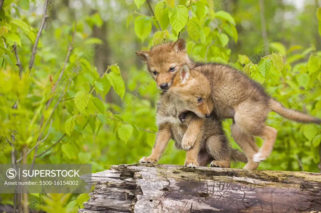 Coyote (Canis latrans) pups on log interacting - captive