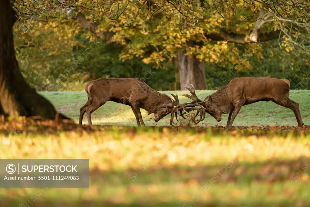 Red Deer during rutting season, taken in United Kingdom