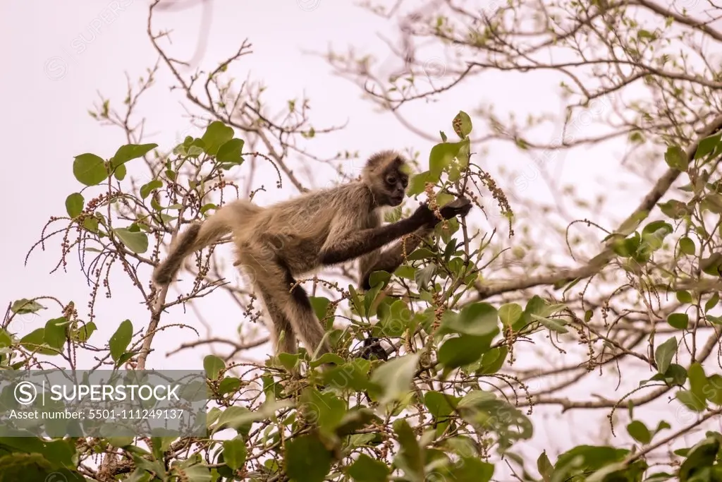 Geoffroy's spider monkey foraging for fod in the tree tops, taken in Costa Rica