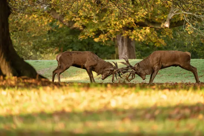 Red Deer during rutting season, taken in United Kingdom