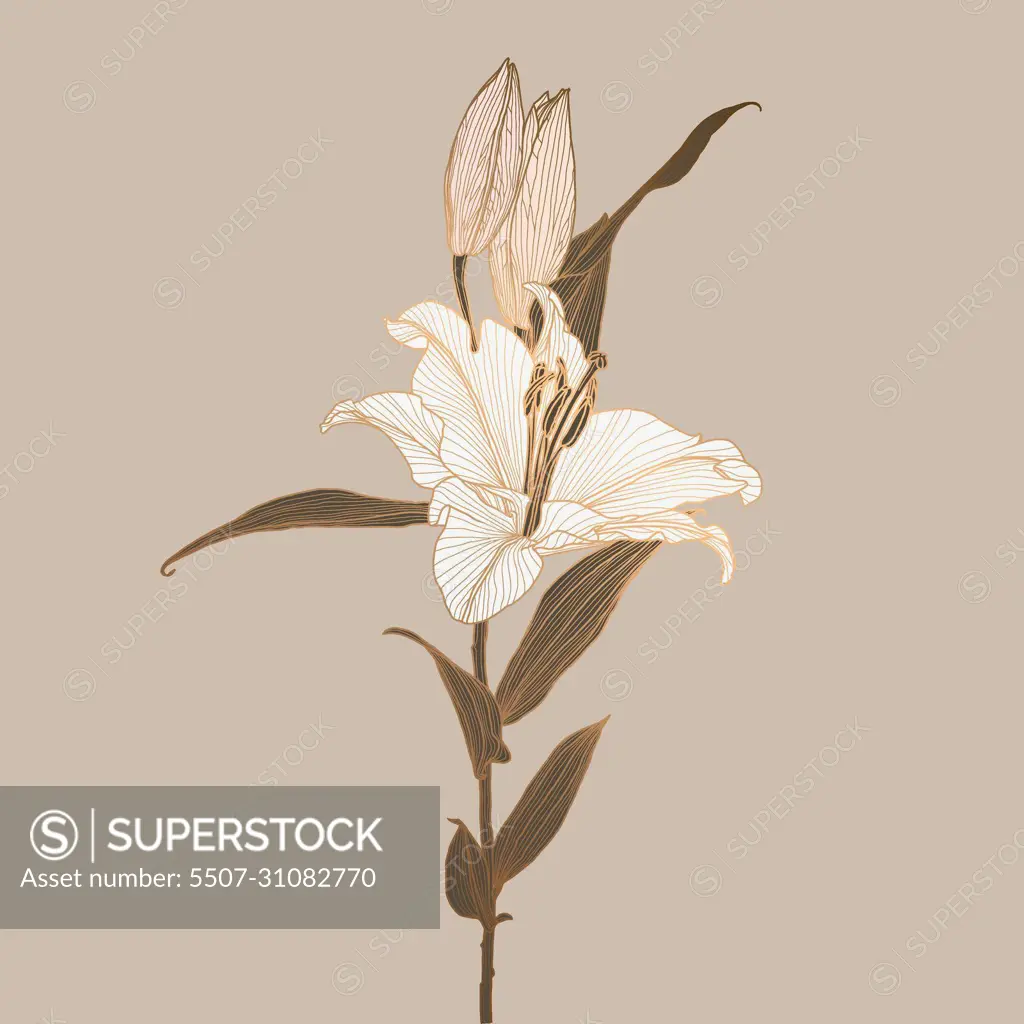 Lily flower linear drawing colored in neutral brown, white, pink