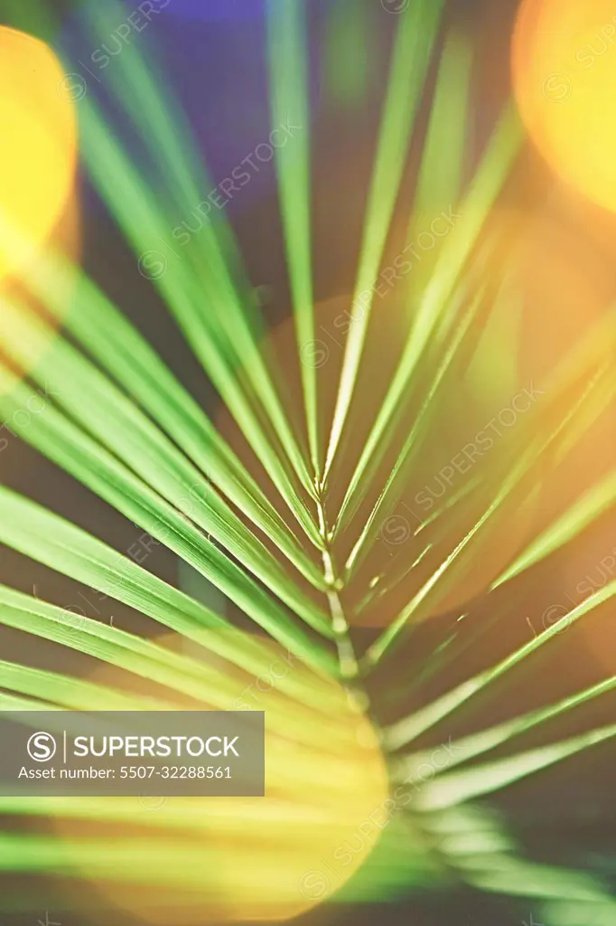 Tropical palms on the beach in summertime