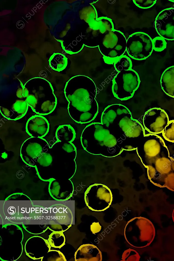 Shape of bacterial cell: cocci, bacilli, spirilla bacteria