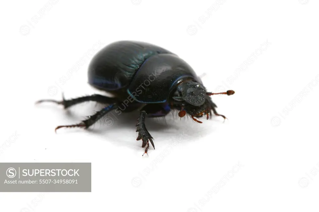 bug isolated on white