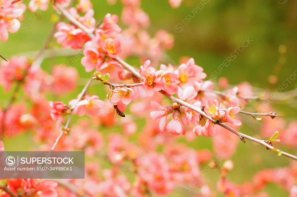 Peach blooming