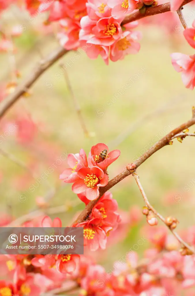 Peach blooming