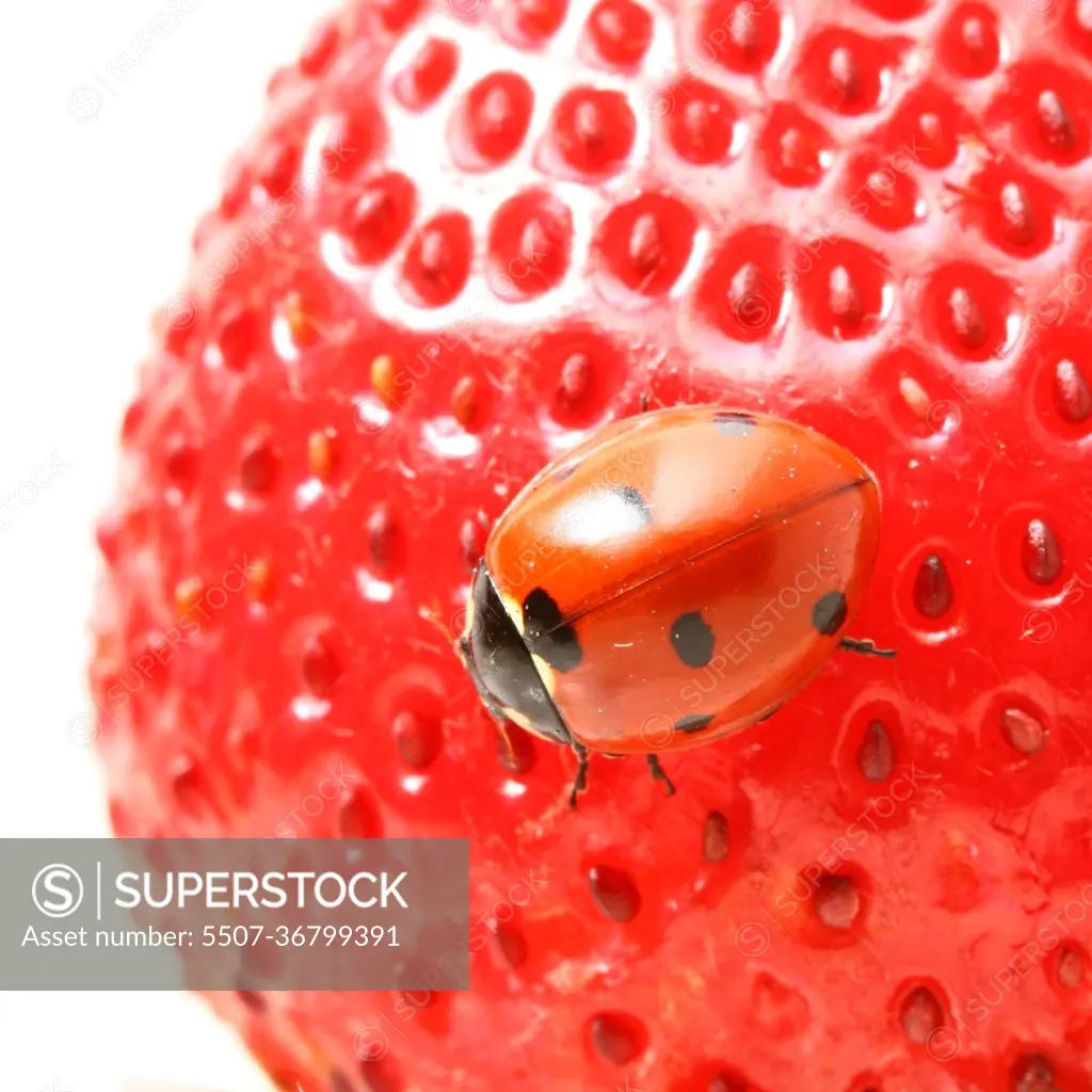 ladybug gourmet