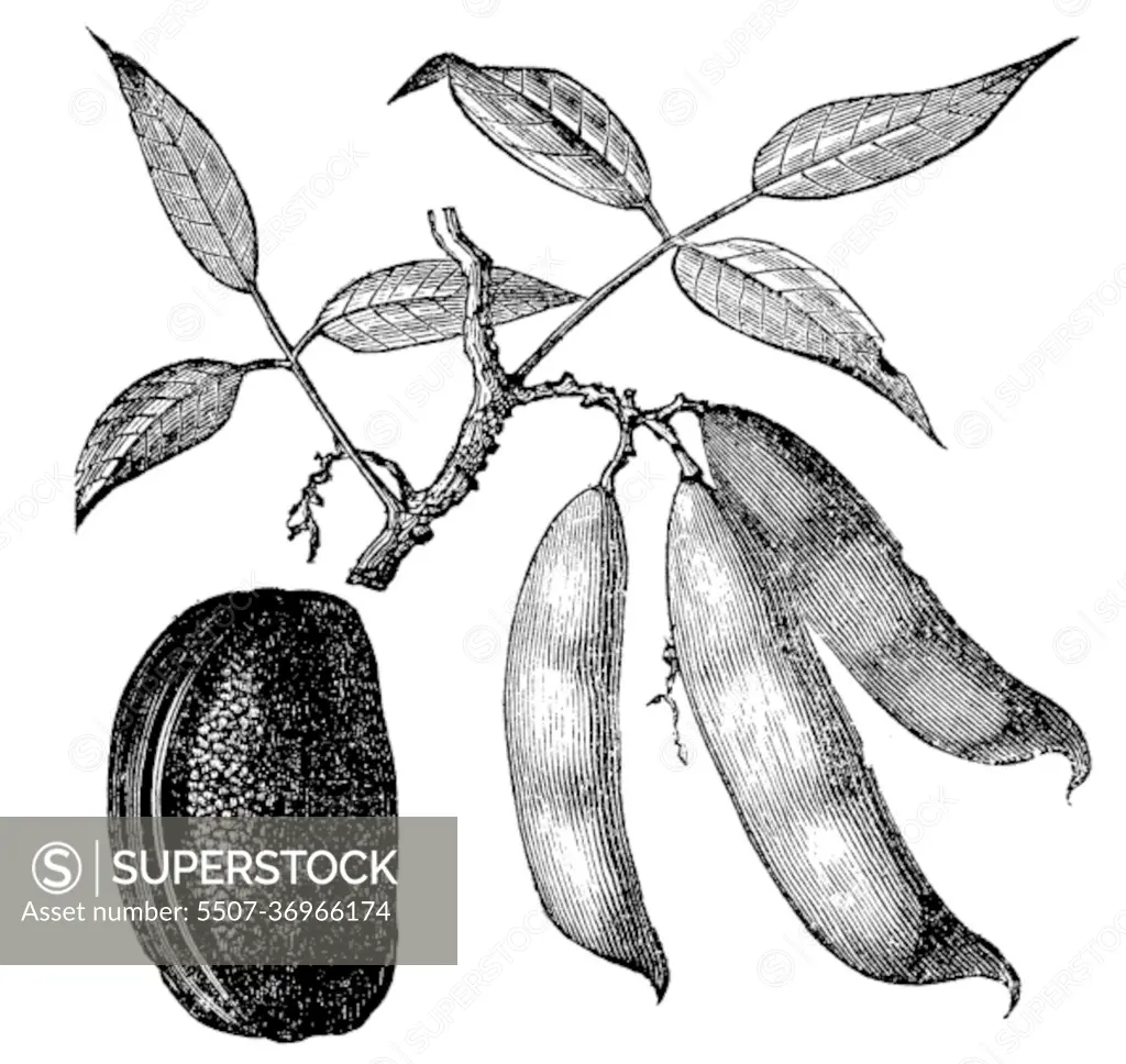 Physotigma Poisons (Physostigma venenosum) or Calabar Bean, vint