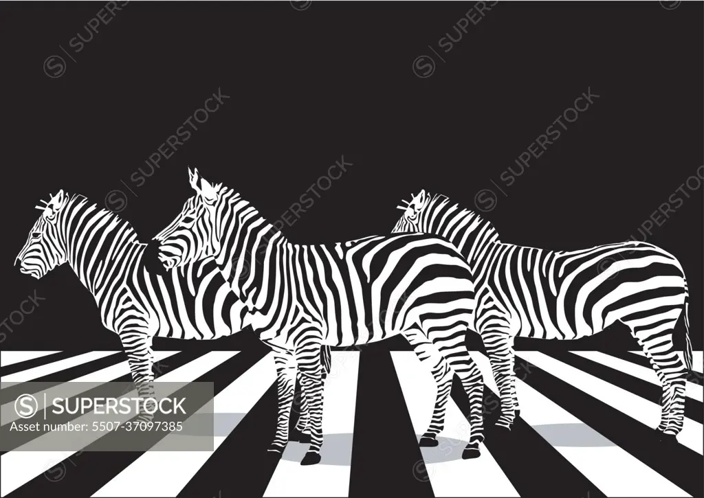 Zebra on pedestrian crossing