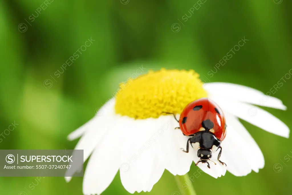 ladybug on camomile