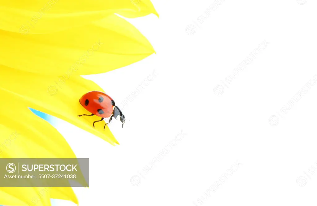 ladybug on sunflower