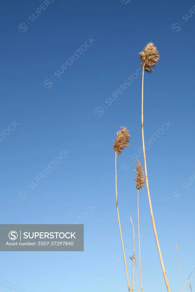 sky plants