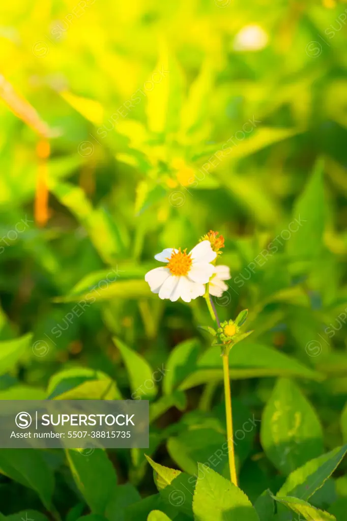 Grass flower causes the allergic symptoms