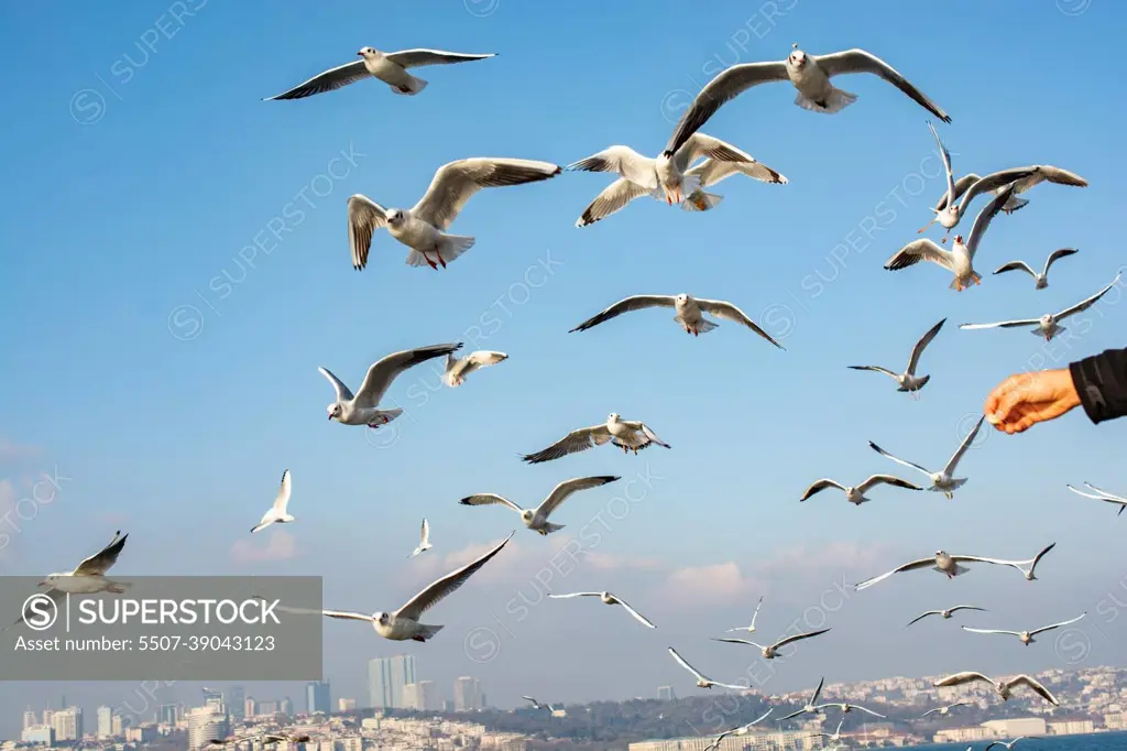 Seagulls flying in sky in Istanbul of Turkey