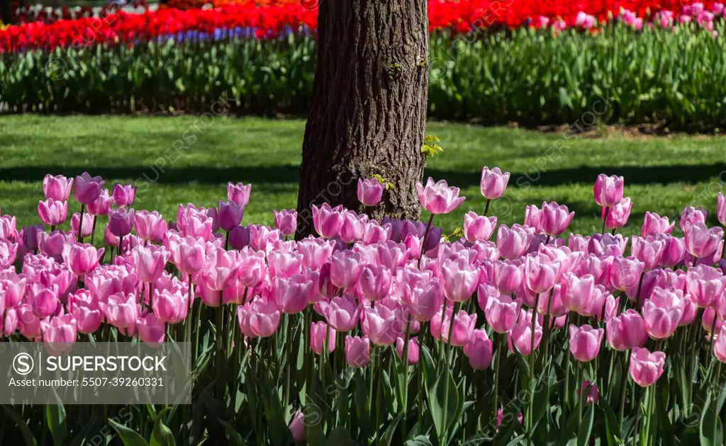 Tulips Blooming around tree trunk