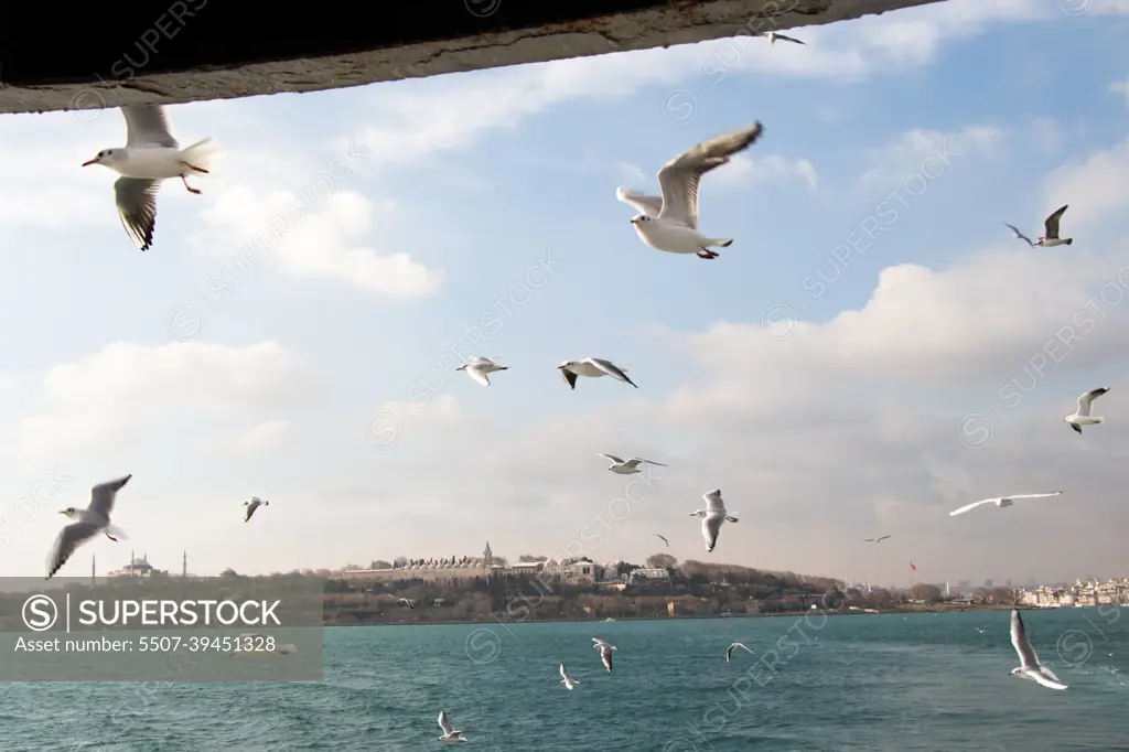 Pigeons fly in sky over the sea in Istanbul