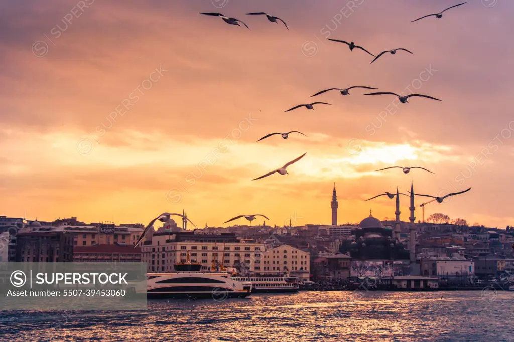 Seagulls flying in sky  in Istanbul