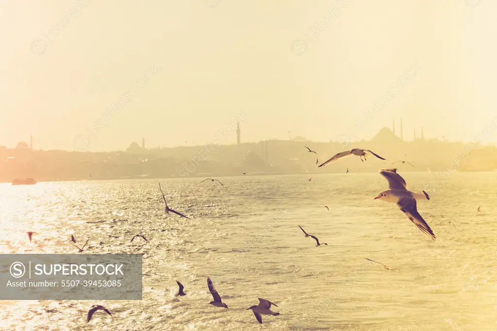 Seagulls flying in sky  in Istanbul