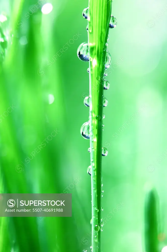 water drop green grass