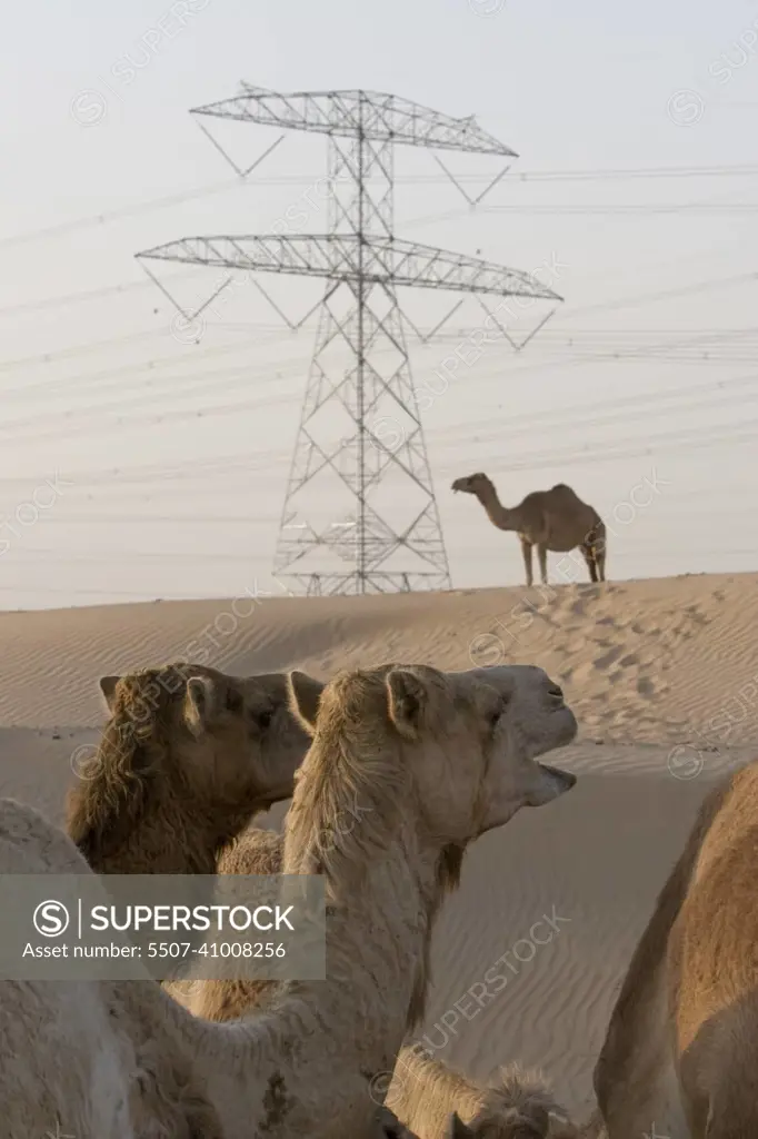 UAE Dubai camels at a farm in the desert outside of Dubai